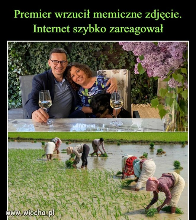Za miskę ryżu