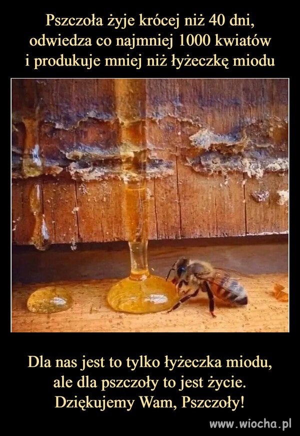 Pozdrowienia dla pszczółek