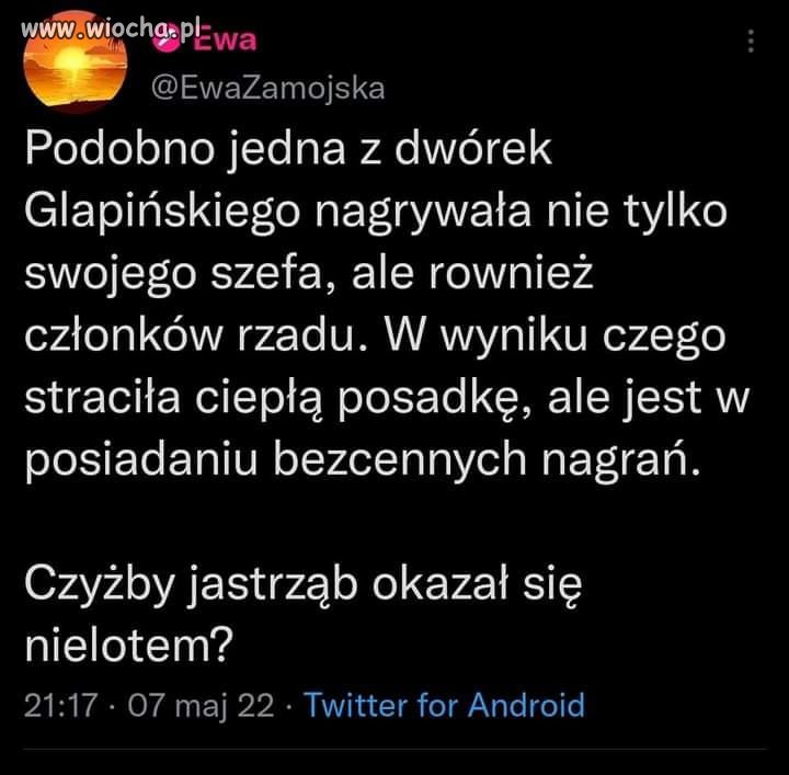 Jastrząb 