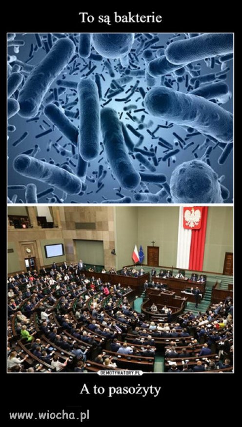 Jaki elektorat, tacy politycy przez niego wybrani.