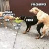 To nie jest