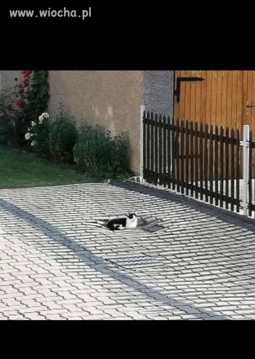 Szukam specjalisty od odchudzania kotów
