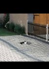 Szukam specjalisty od odchudzania kotów