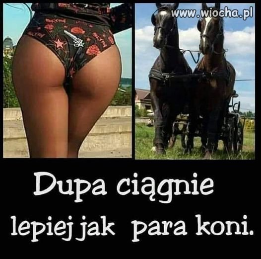Końmi możesz zarobić