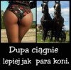 Końmi możesz zarobić