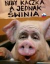 Niby kaczka, jednak świnia