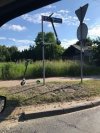 Niektórzy to mają pomysły, prawda