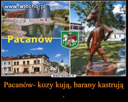 Kozy kują