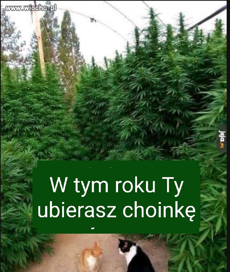 Kocie sprawy