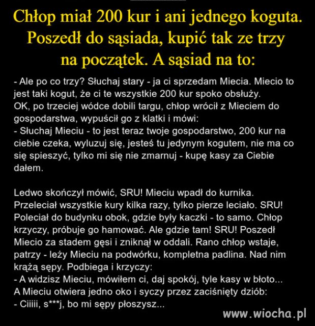 Taki kogut, to nie kaczor...