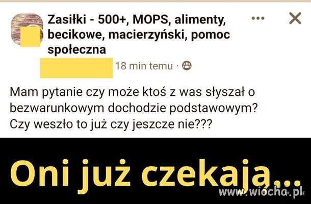 Główne zajęcie pisowskich patusów