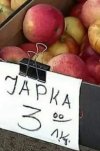 Świerze japuszka