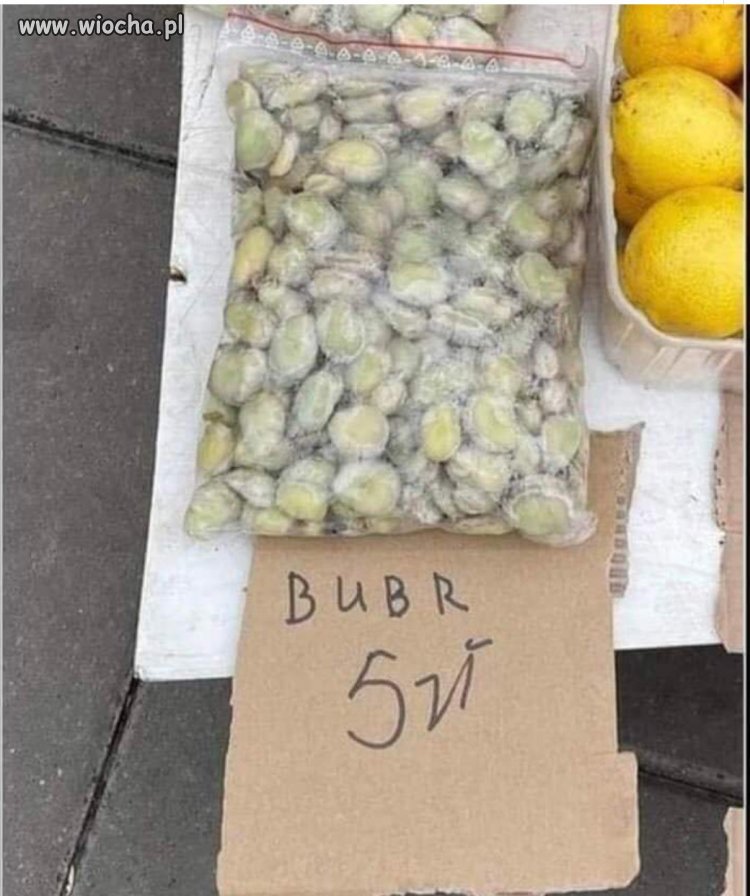 Spszedam bobra