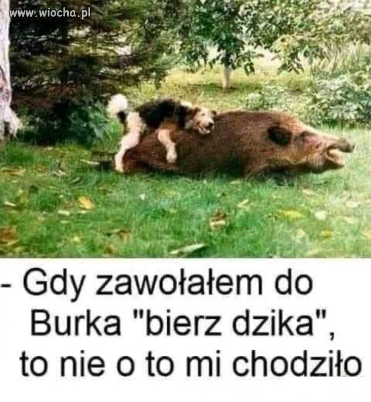 Burek ma chcice