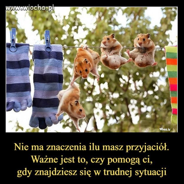 Stara prawda ilustrowana...