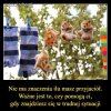 Stara prawda ilustrowana...