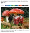 Glupi, glupszy i najglupszy, wszyscy zebrali sie w PiS!