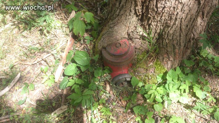 Hydrant