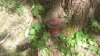 Hydrant