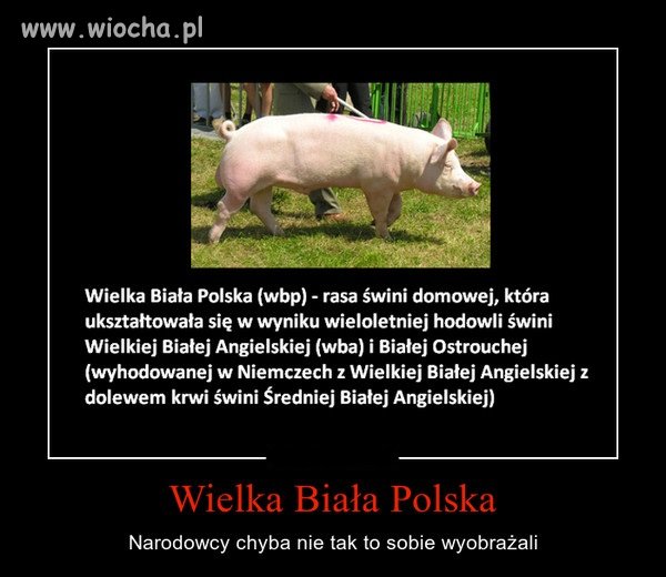 Wielka biała Polska