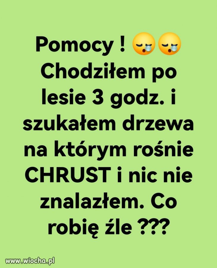 W poszukiwaniu chrustu