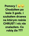 W poszukiwaniu chrustu