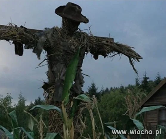 Miał być strach na wróble