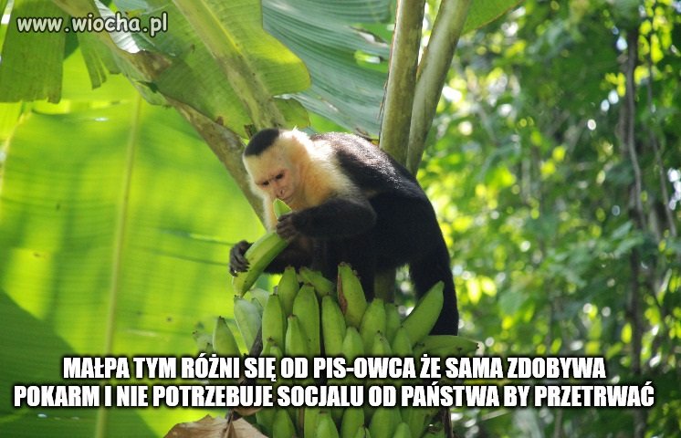 Wyższość małpy nad PIS-owcem