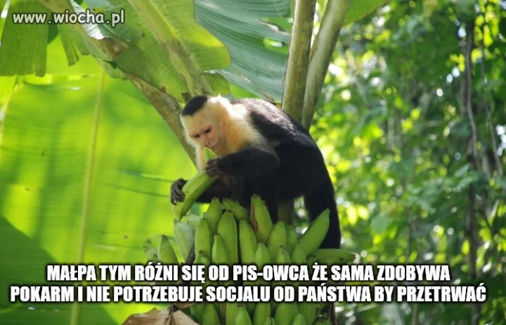 Wyższość małpy nad PIS-owcem