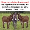 Niezwykłe