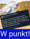 Uprawa buraka cukrowego