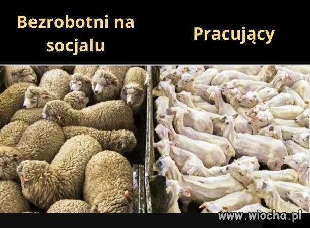 Porównanie