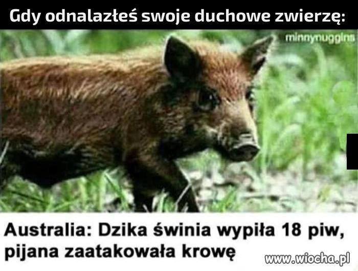 Gdy odnajdziesz swoje duchowe zwierzę