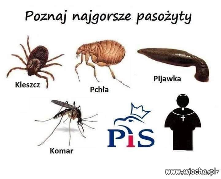 Najgorsze pasożyty