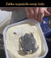 Francuskie lody z Żabk(i)ą