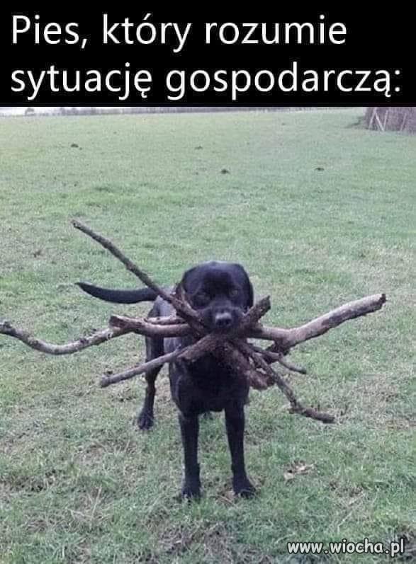 Gdy twój pies rozumie 