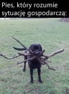 Gdy twój pies rozumie 