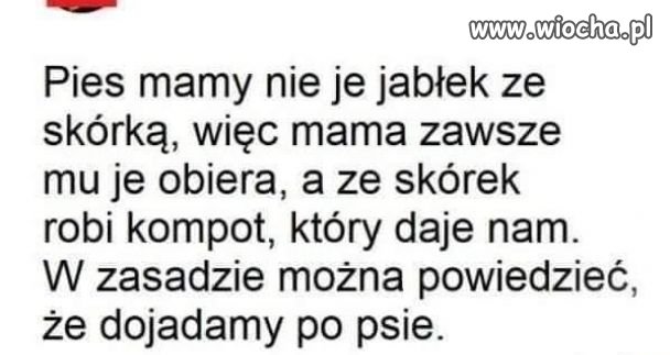 Dojadamy po psie