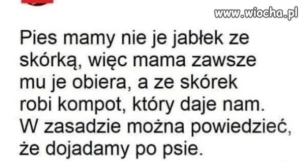 Dojadamy po psie