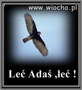 Jaszcząb