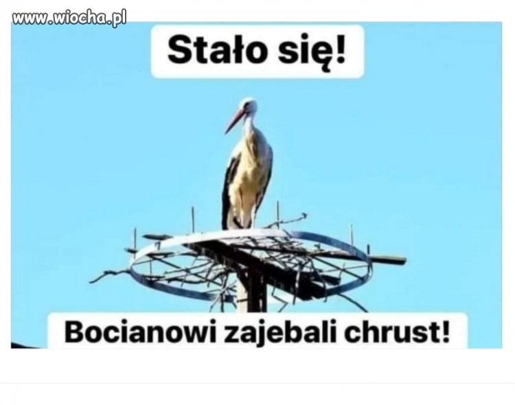 Pisy nawet bociana oyebią