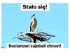 Pisy nawet bociana oyebią