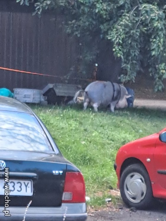 Zwierzęta w Lublinie