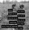 Polska marzeń Kaczyńskiego