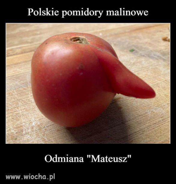 Nowa odmiana pomidorów...