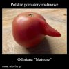 Nowa odmiana pomidorów...