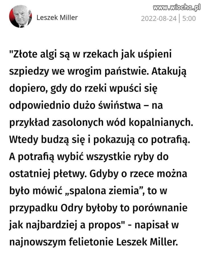 Złote algi