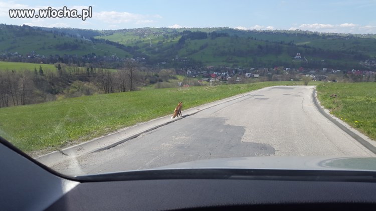 Z tego kraju to już nawet Lisy Spier...