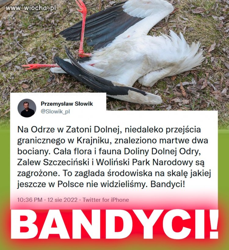Bandyci 