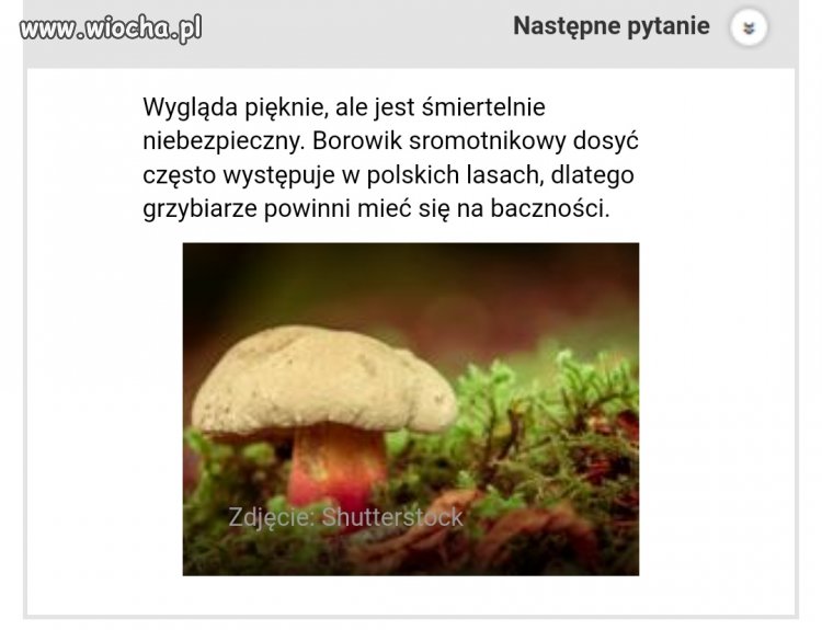 Dam stówę za sztukę i zjem na surowo